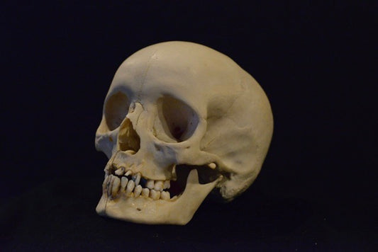 Uncut Skull With Mandible