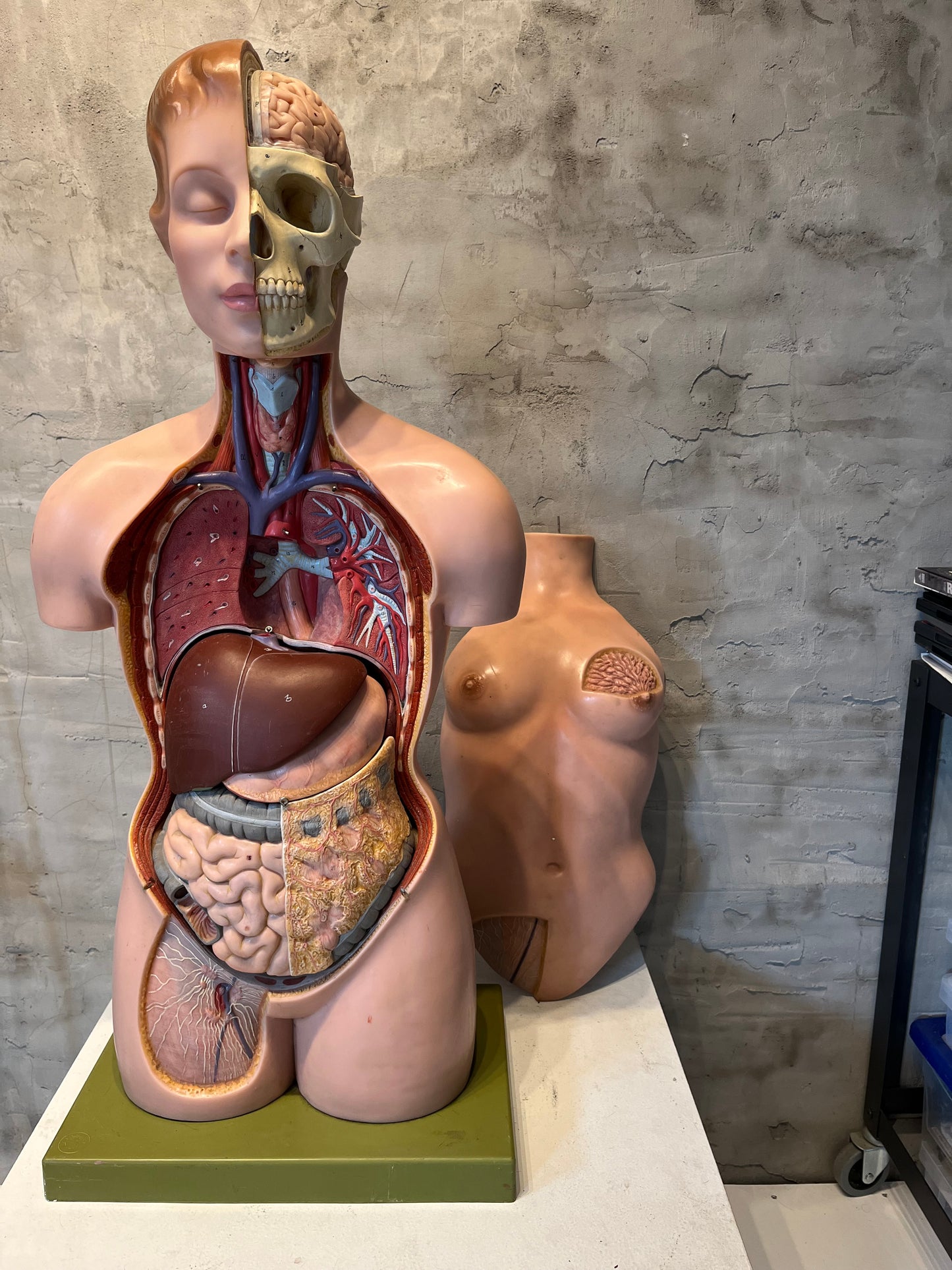 Anatomical Teaching Model