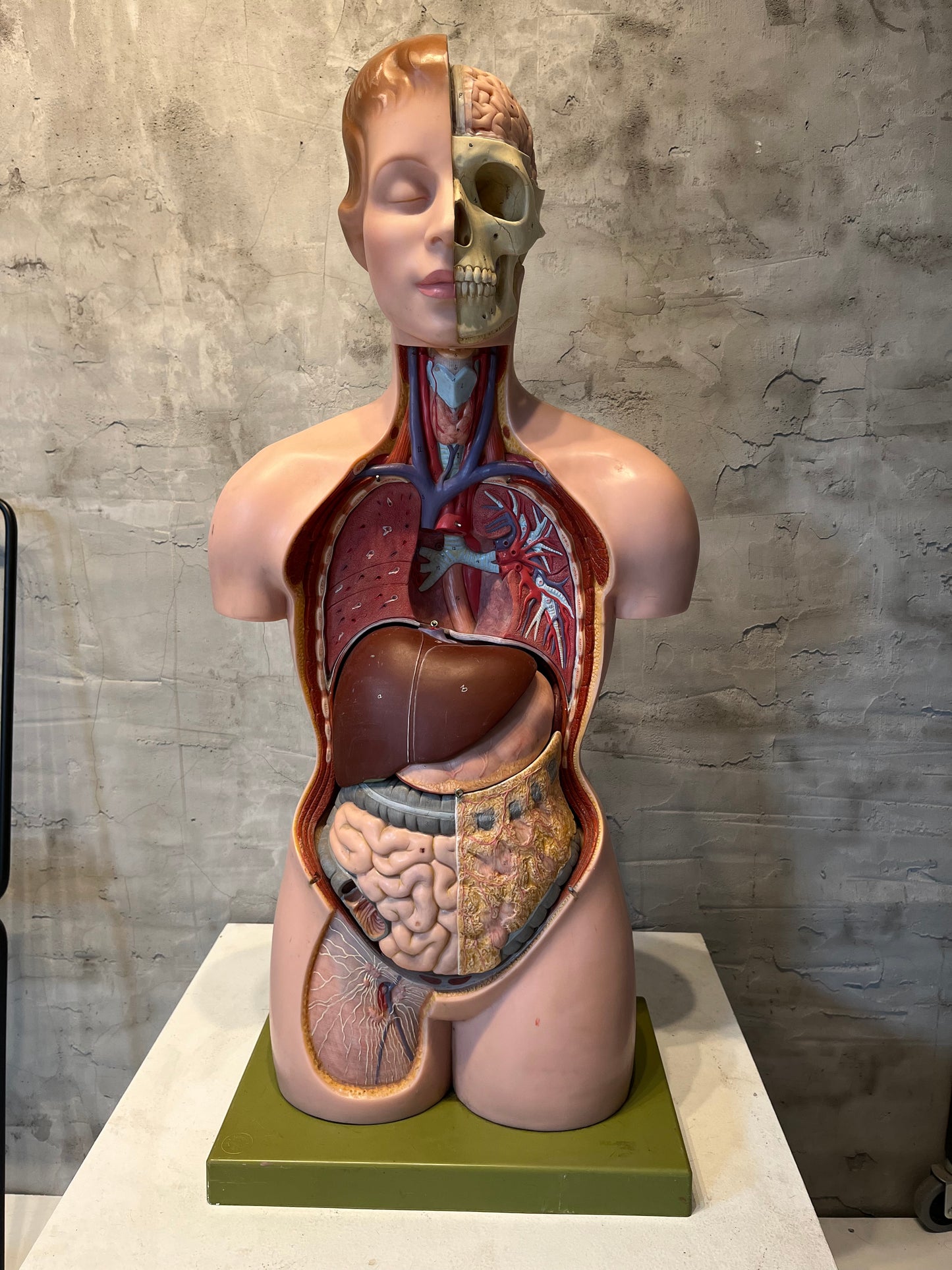 Anatomical Teaching Model