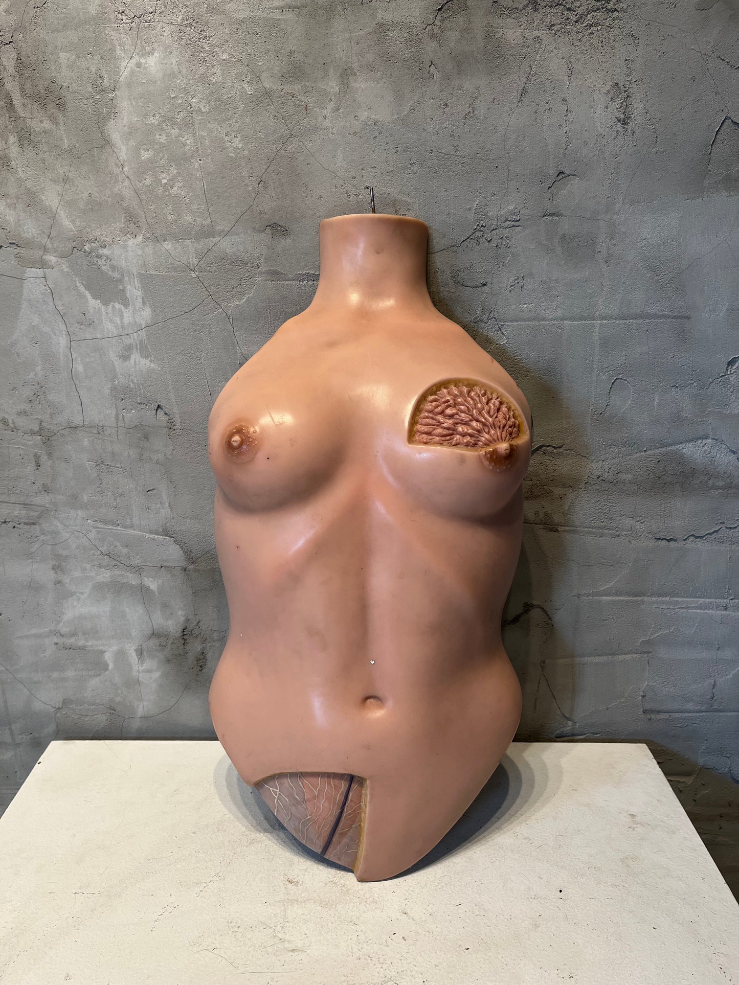 Anatomical Teaching Model