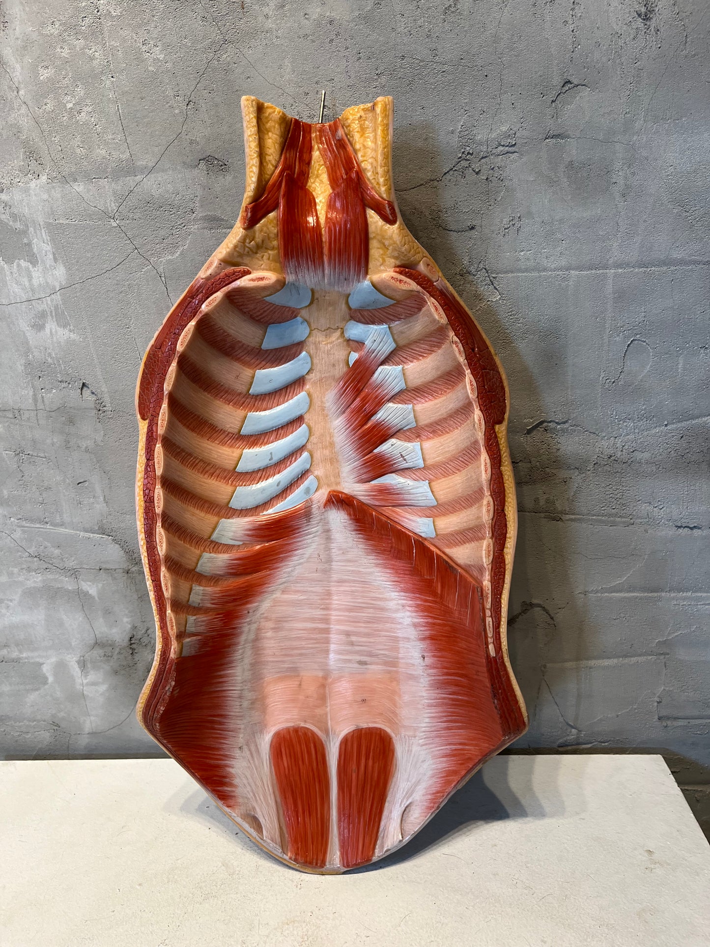 Anatomical Teaching Model