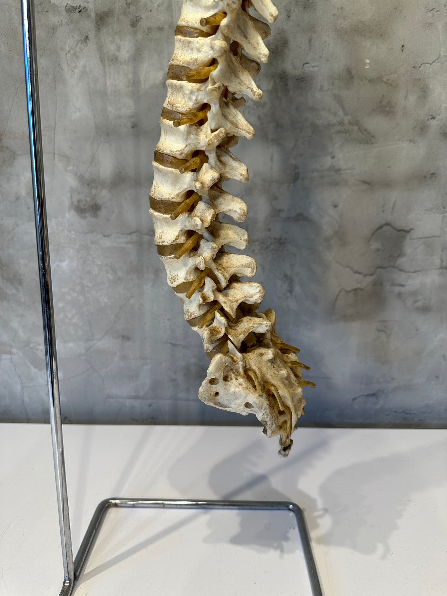 Vintage Life Size Spine/Vertebrae Model