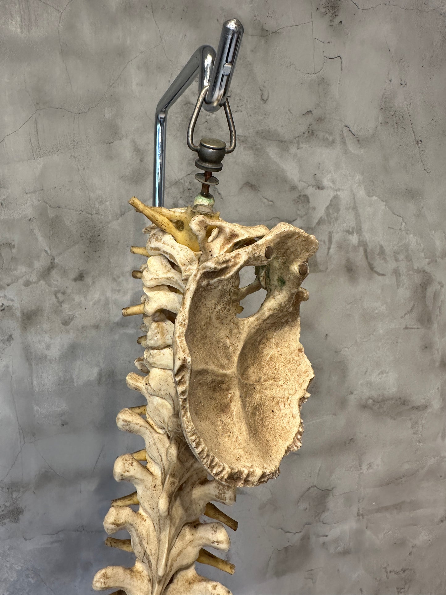 Vintage Life Size Spine/Vertebrae Model