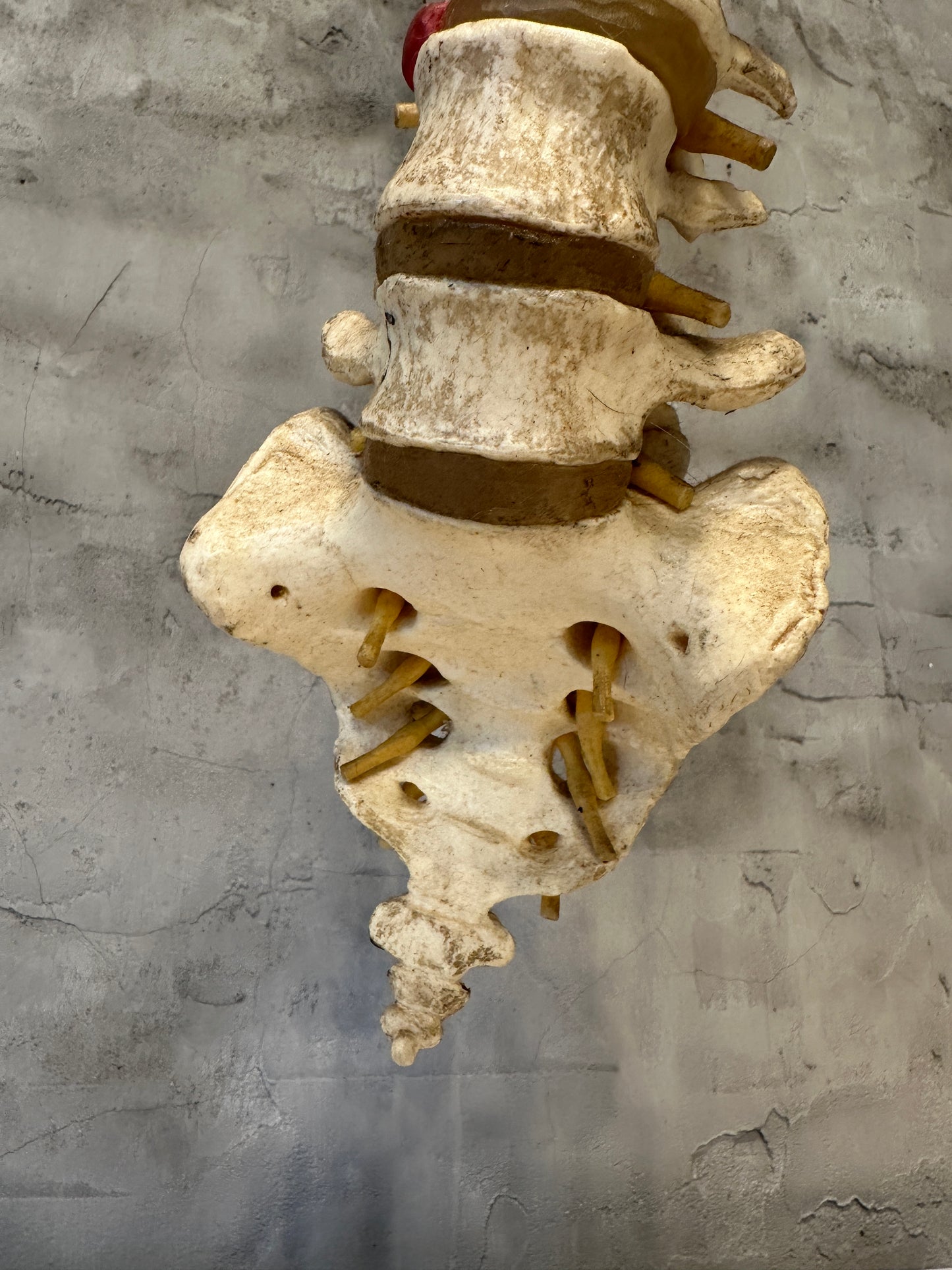 Vintage Life Size Spine/Vertebrae Model