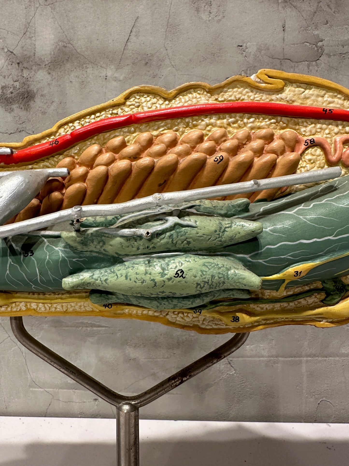 Rare Vintage Anatomical Grasshopper Model