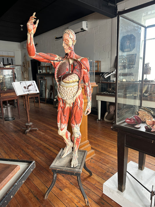 Rare Vintage Life Size Anatomical Medical Model