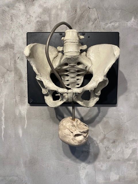 Childbirth Pelvis Skeleton and Fetal Skull Model Demonstrator