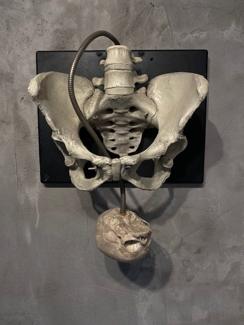 Childbirth Pelvis Skeleton and Fetal Skull Model Demonstrator