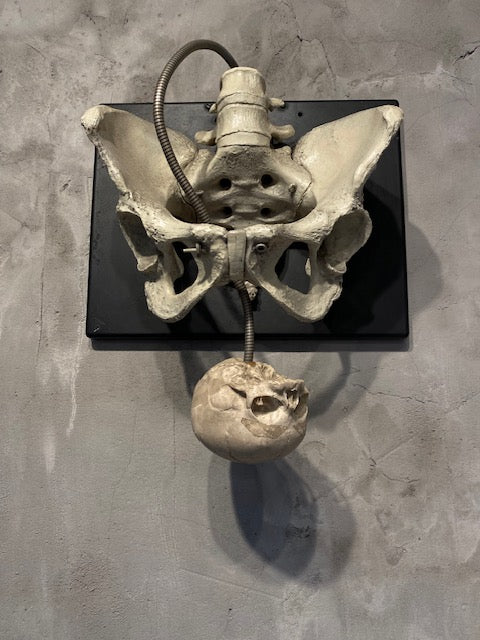 Childbirth Pelvis Skeleton and Fetal Skull Model Demonstrator