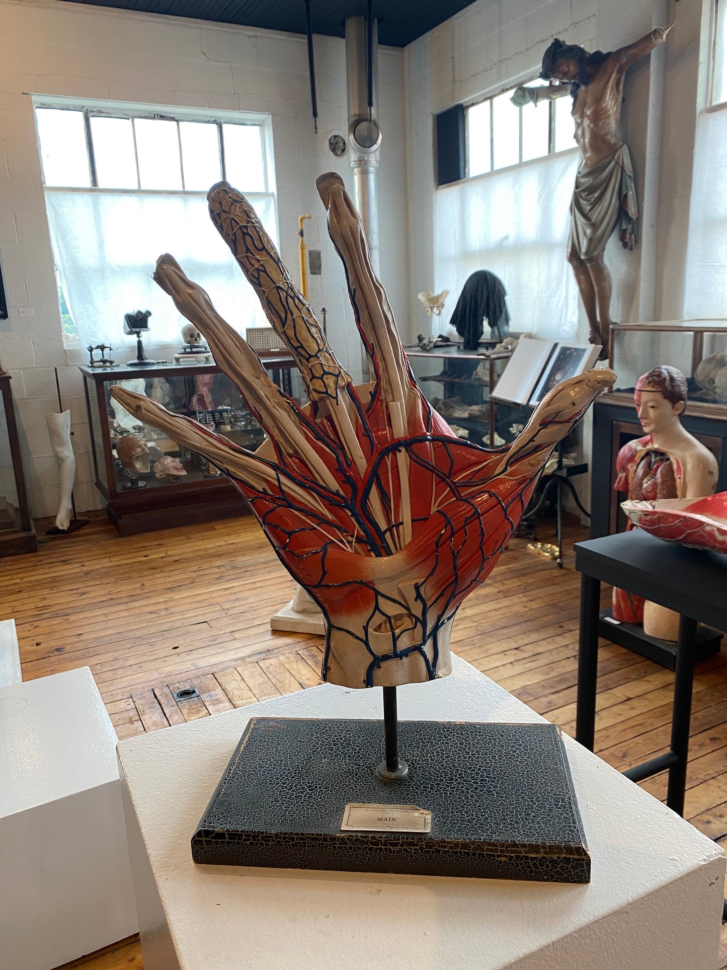 Deyrolle Anatomical Hand Model Paris