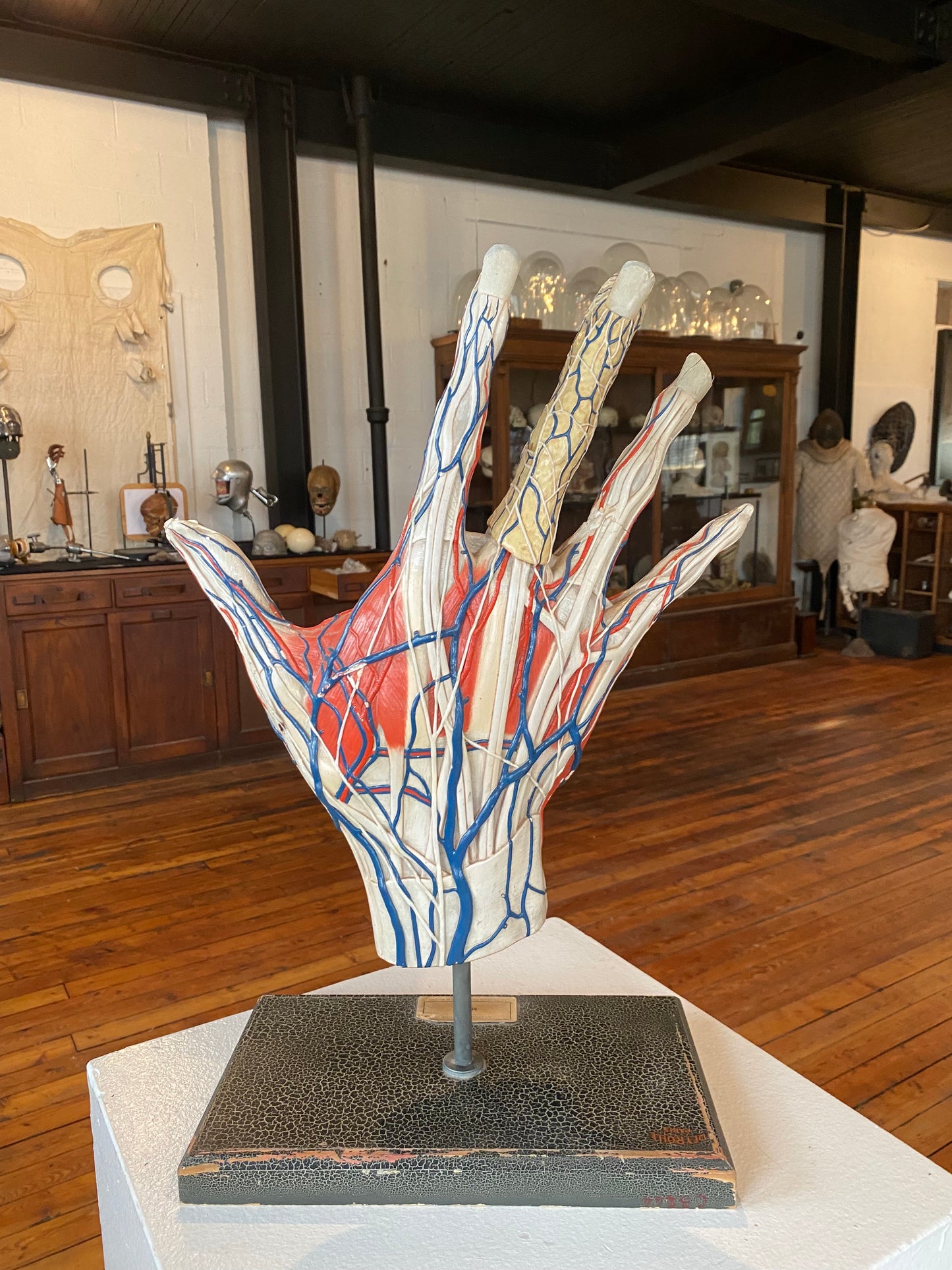 Deyrolle Anatomical Hand Model Paris