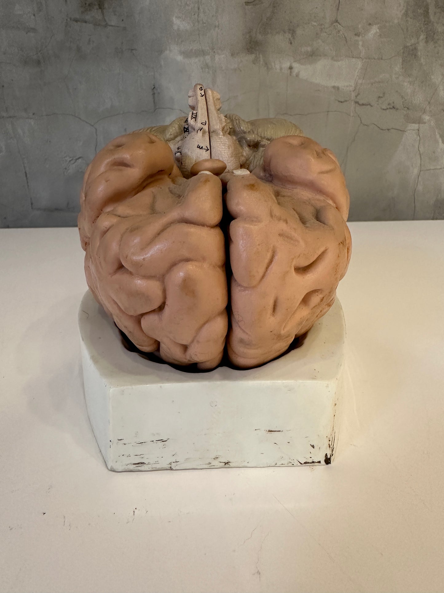 Vintage Anatomical Model of Brain