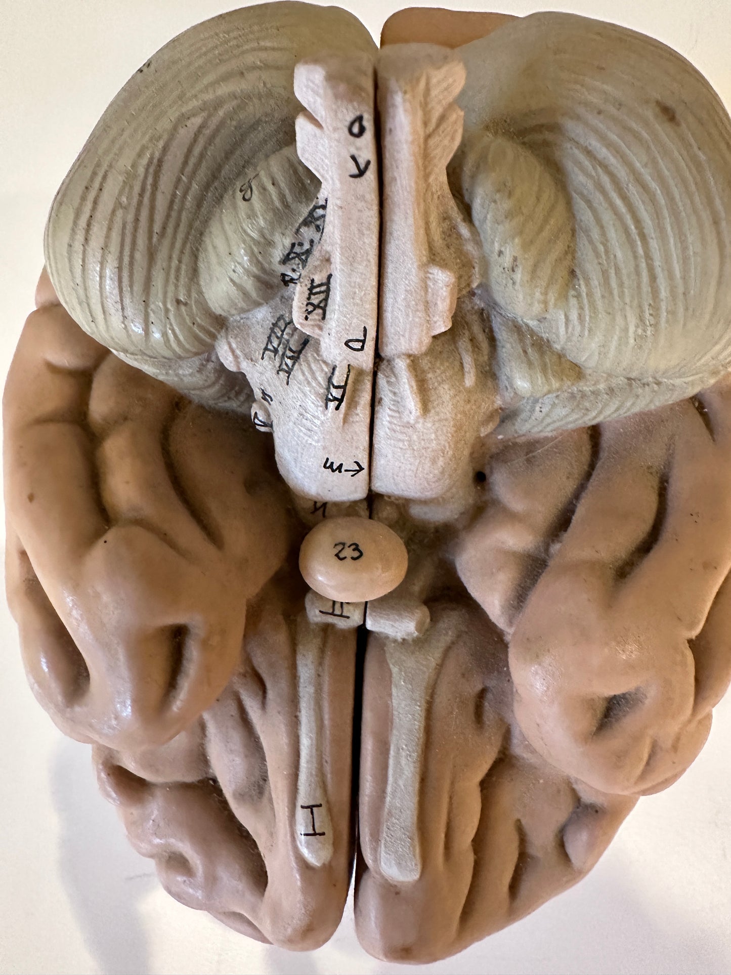 Vintage Anatomical Model of Brain