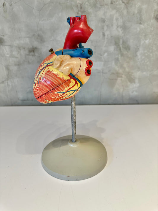 Vintage Anatomical Model of Human Heart