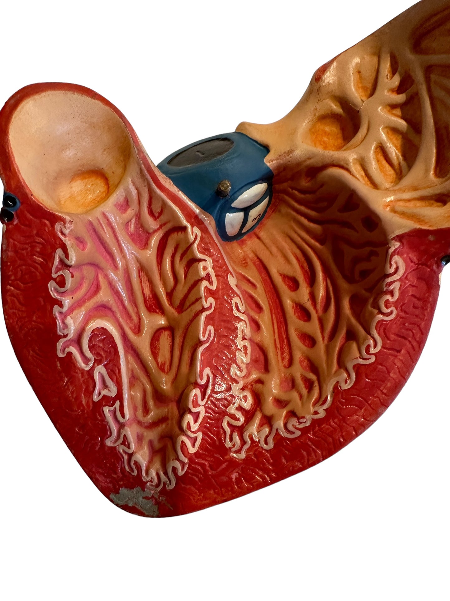 Vintage Anatomical Model of Human Heart