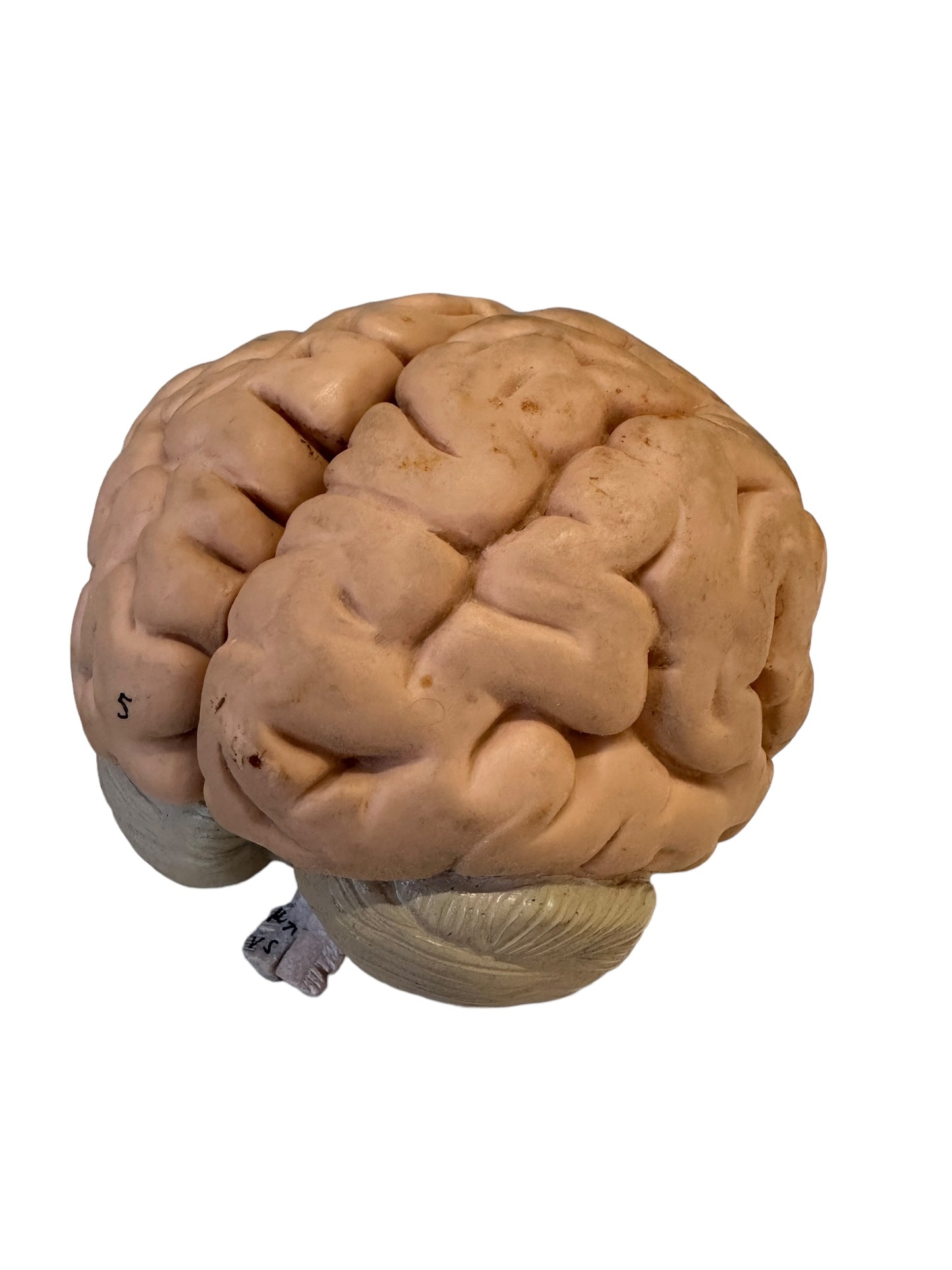 Vintage Anatomical Model of Brain