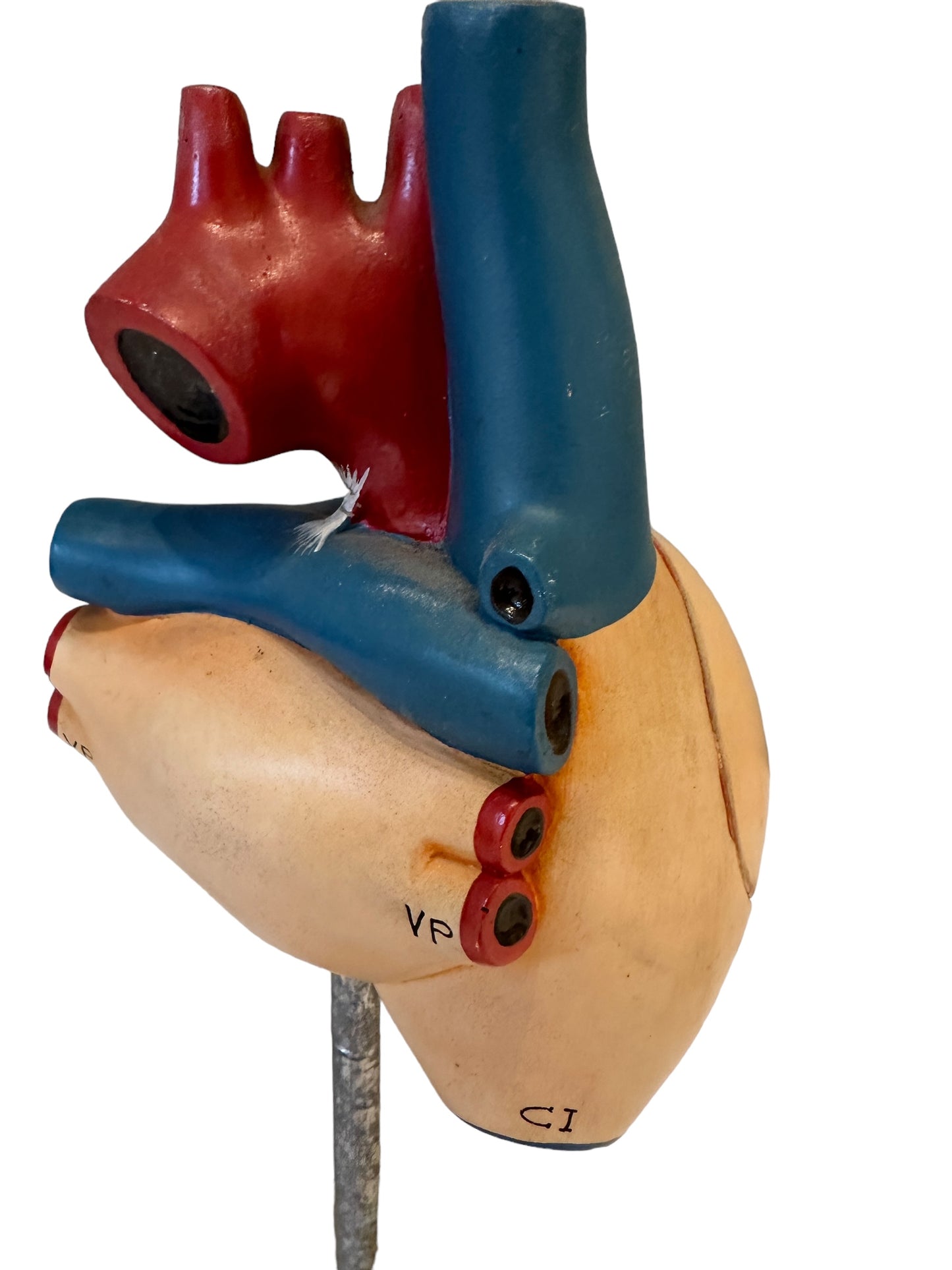 Vintage Anatomical Model of Human Heart