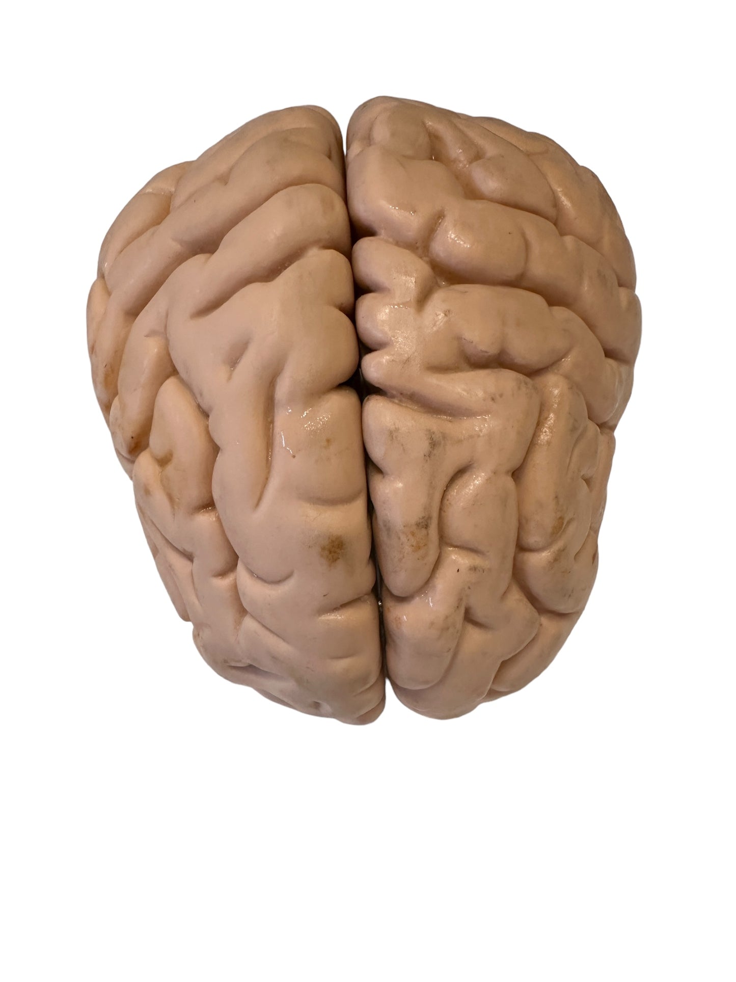 Vintage Anatomical Model of Brain