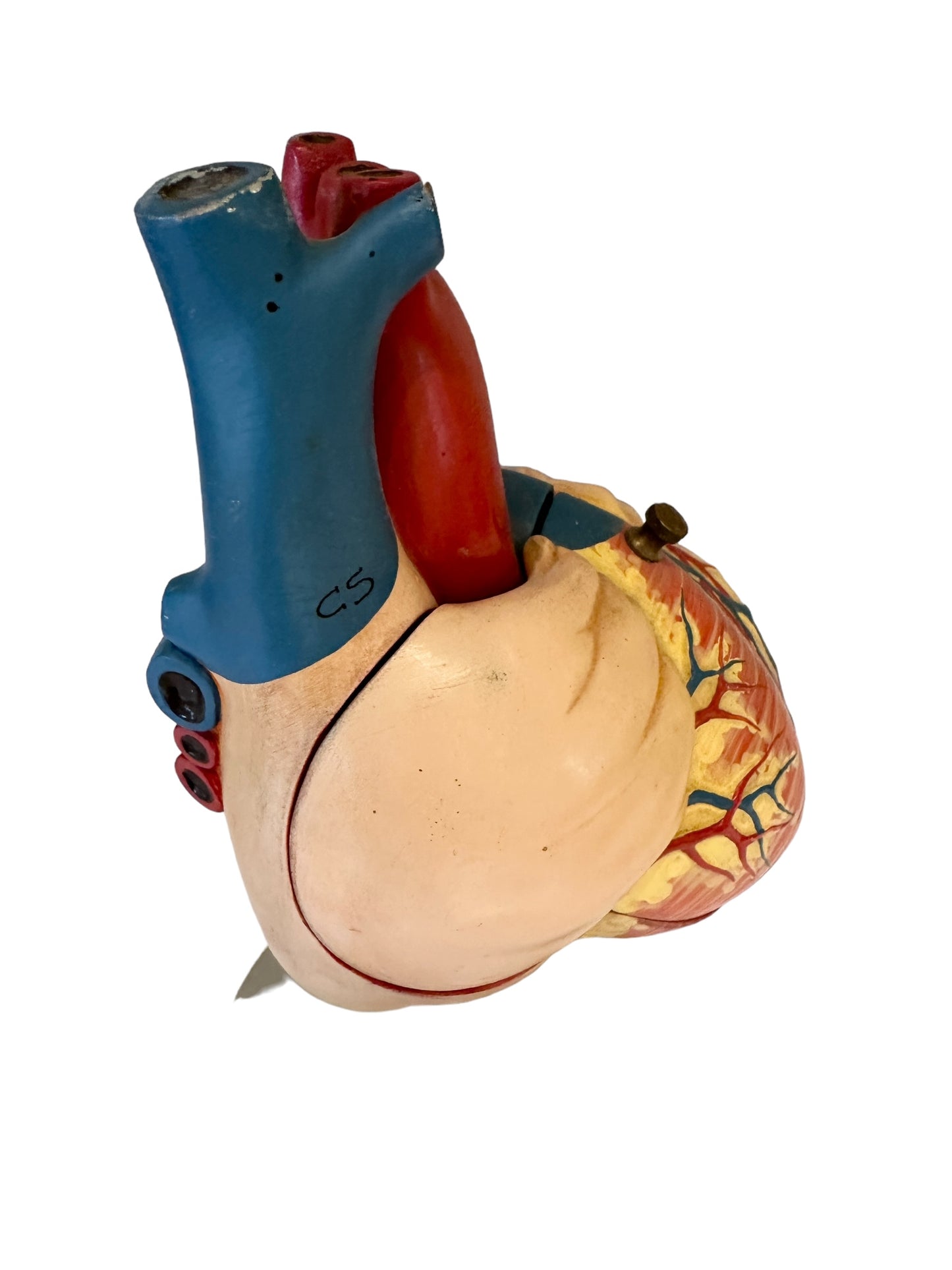 Vintage Anatomical Model of Human Heart