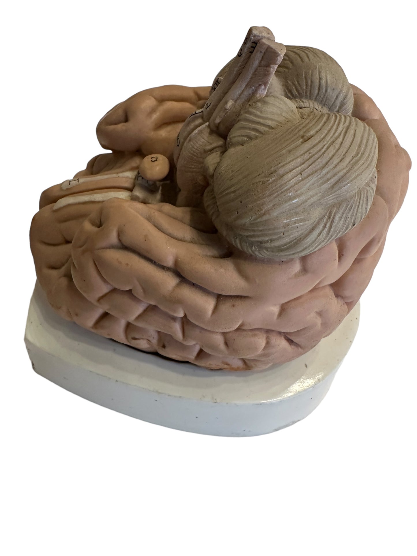 Vintage Anatomical Model of Brain