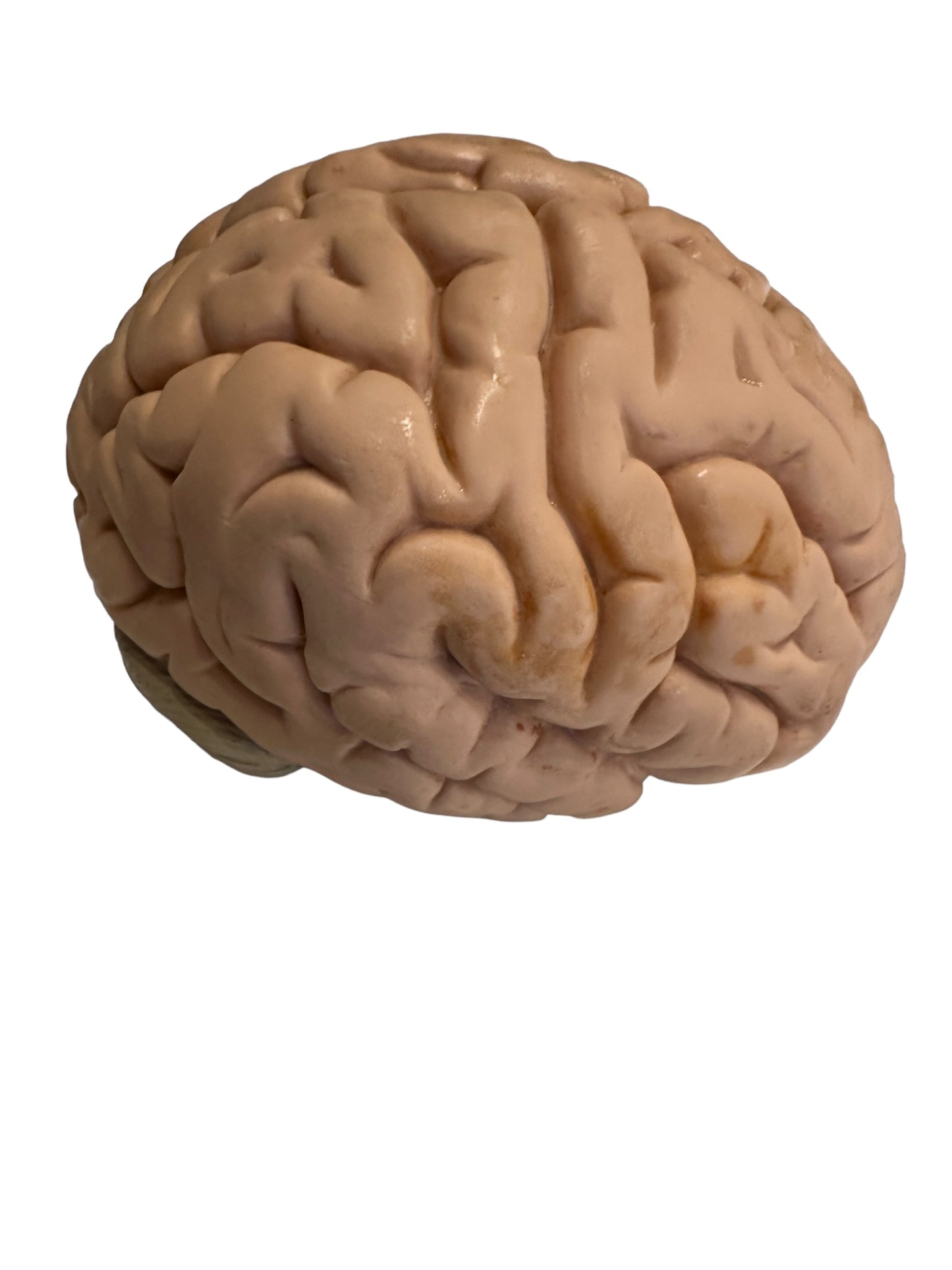 Vintage Anatomical Model of Brain