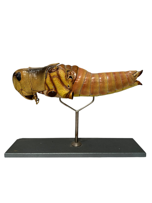 Rare Vintage Anatomical Grasshopper Model