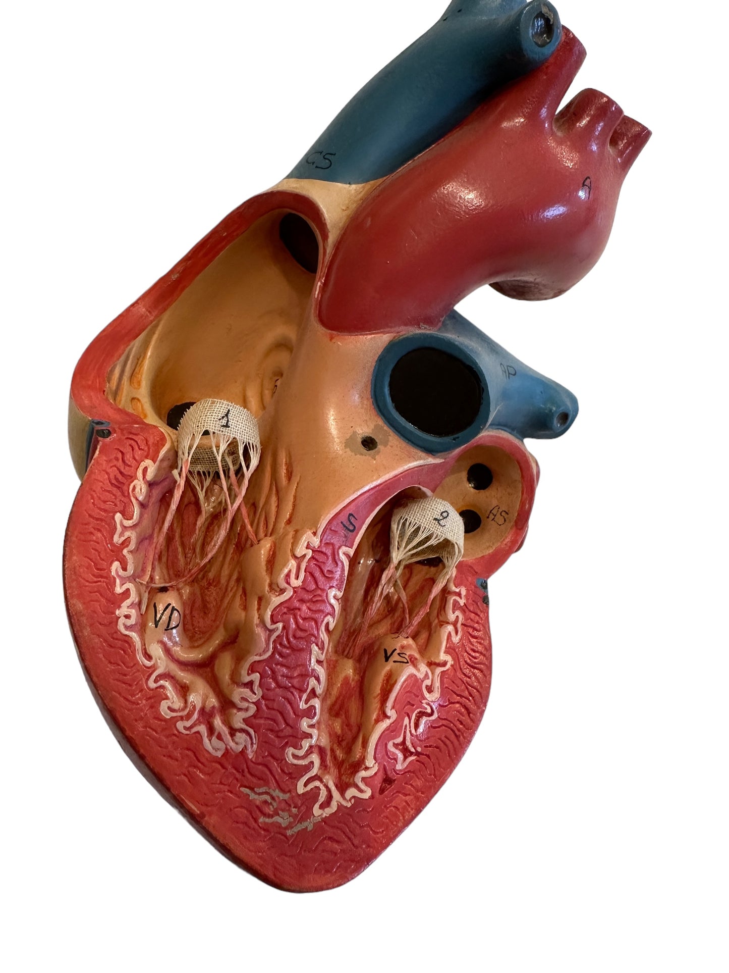 Vintage Anatomical Model of Human Heart