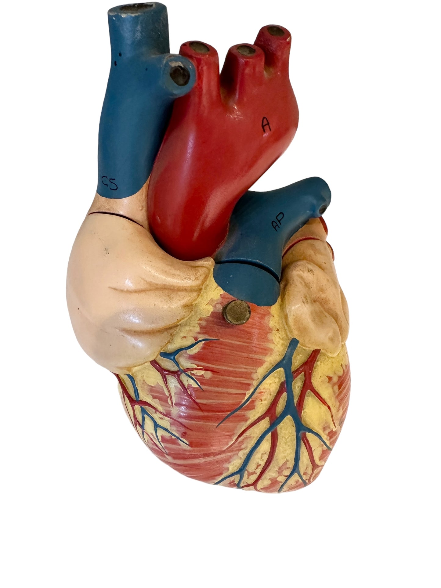 Vintage Anatomical Model of Human Heart