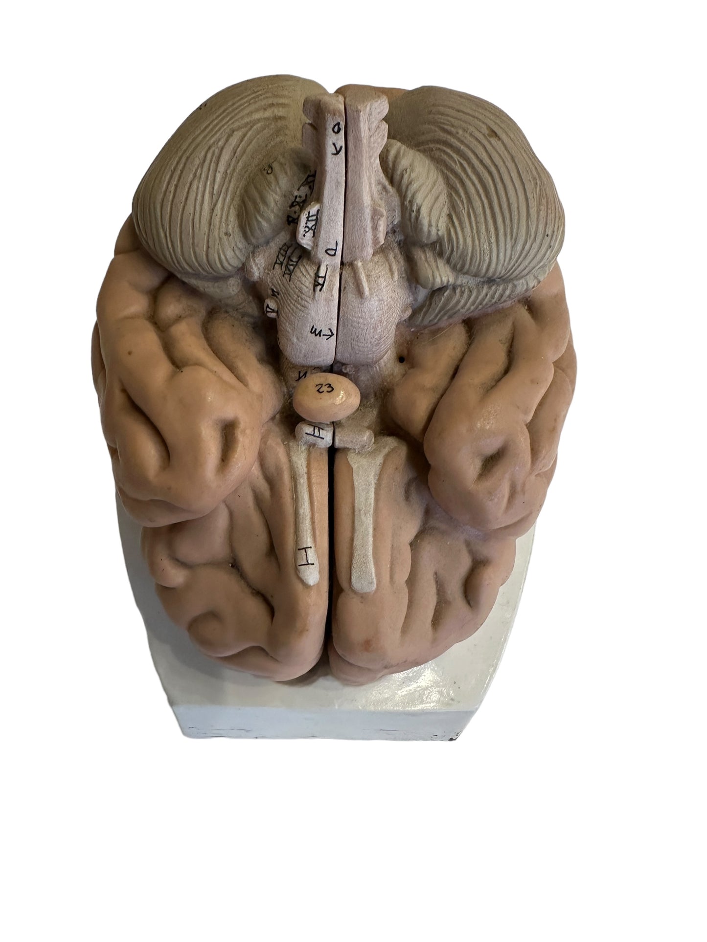 Vintage Anatomical Model of Brain