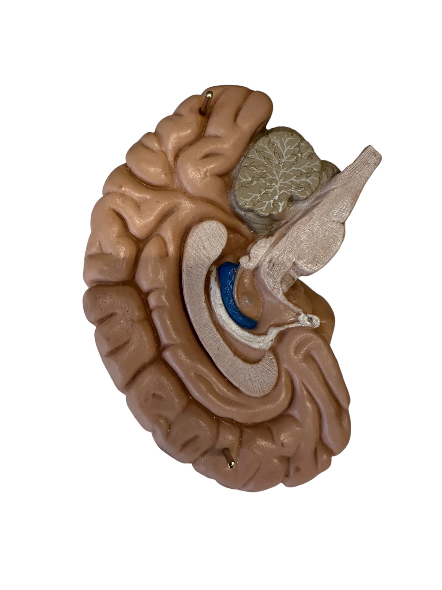 Vintage Anatomical Model of Brain