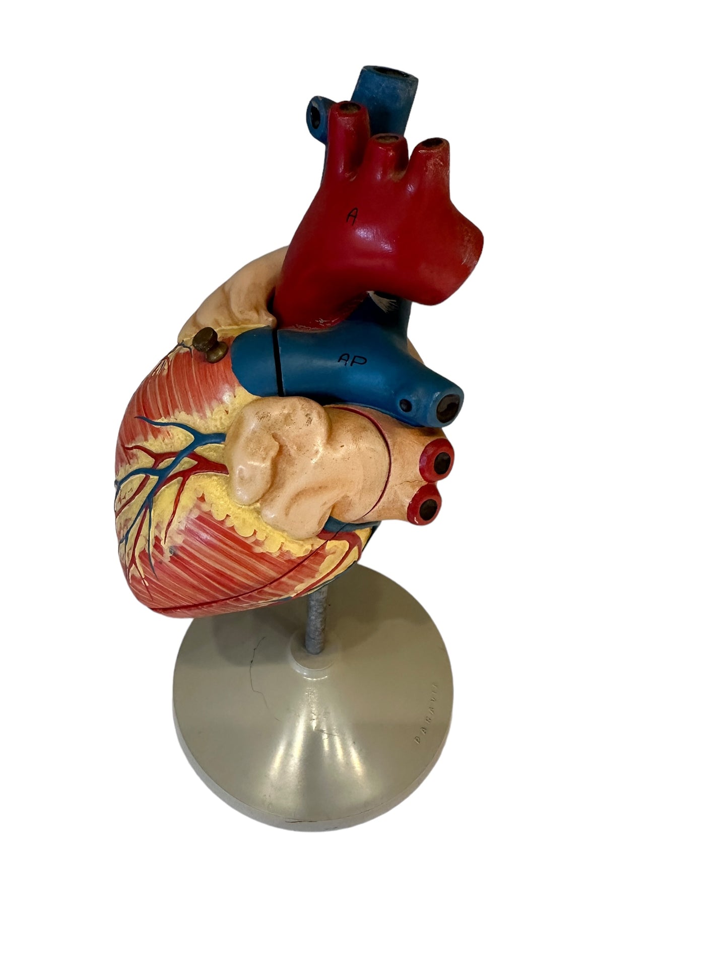 Vintage Anatomical Model of Human Heart