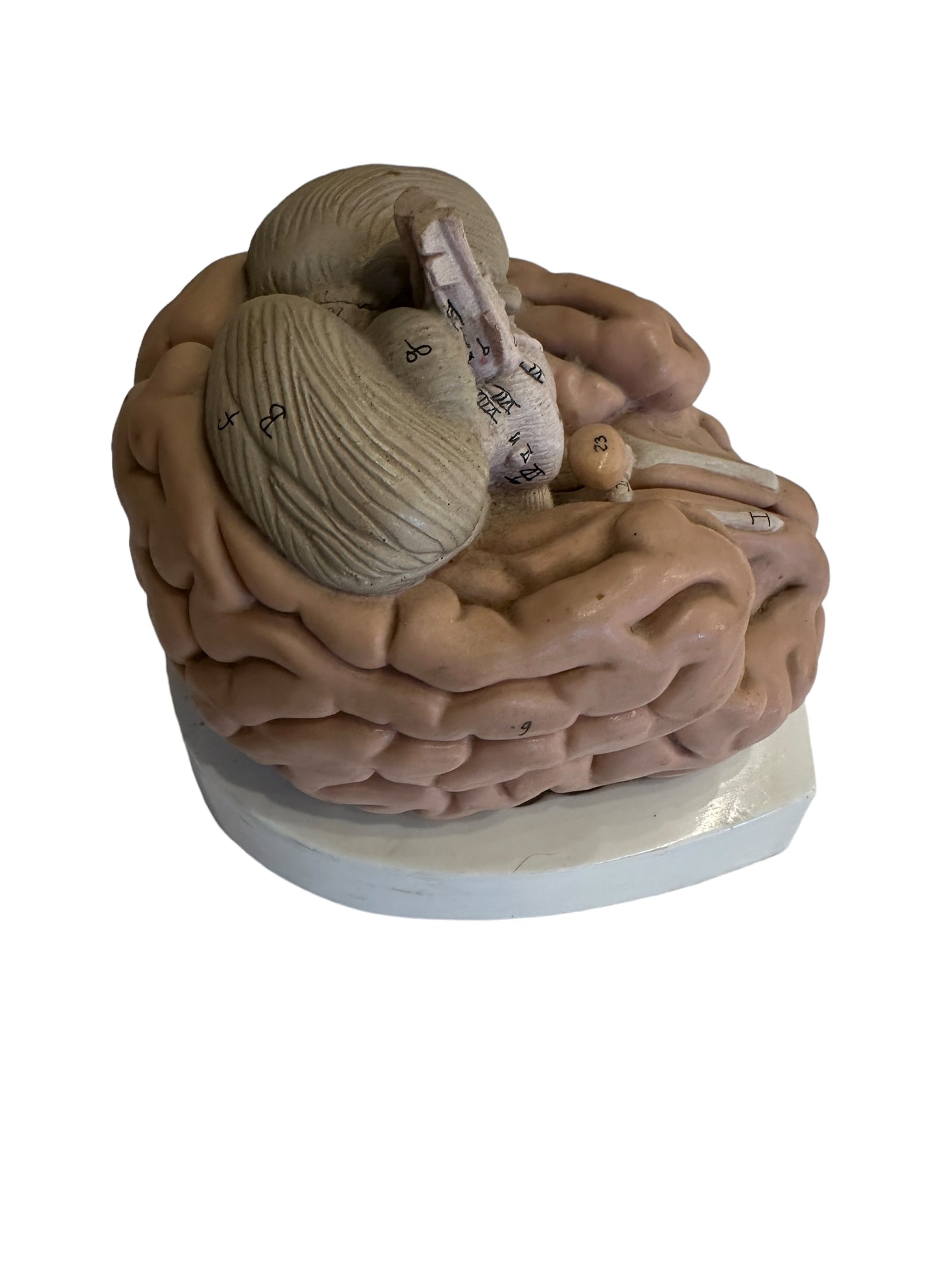 Vintage Anatomical Model of Brain