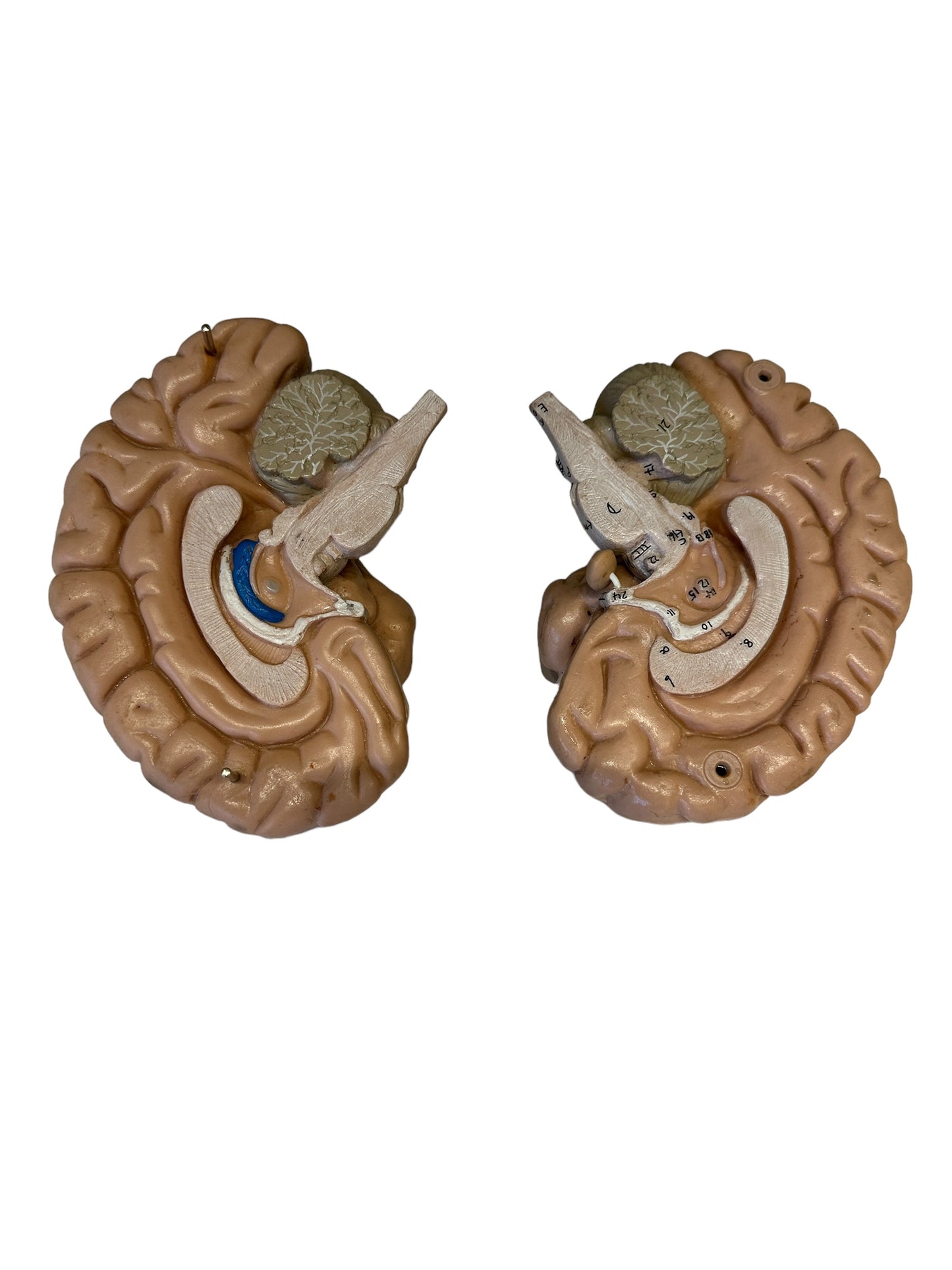 Vintage Anatomical Model of Brain