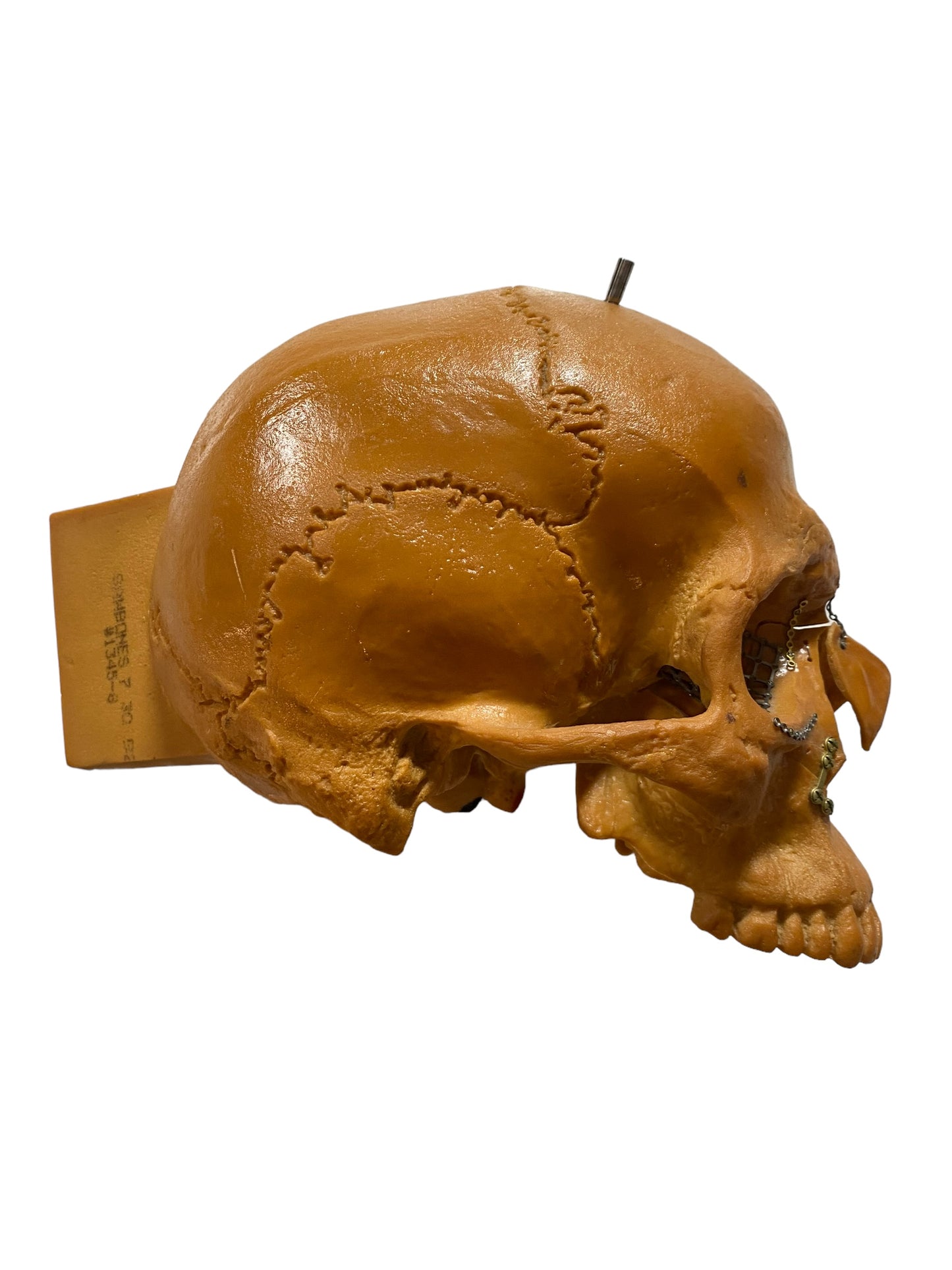 Vtg Facial Reconstructive Medical Model Surgery Skull