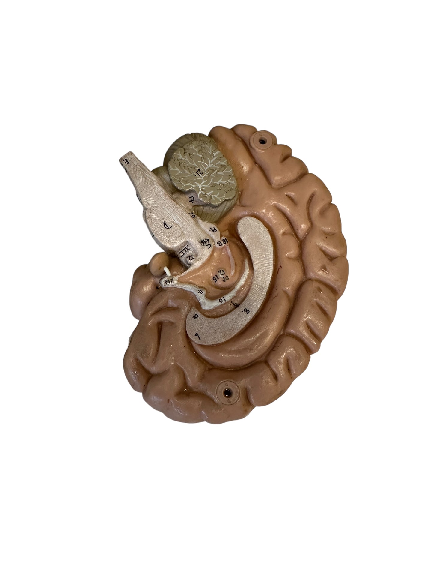 Vintage Anatomical Model of Brain