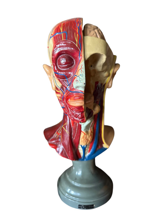 Vintage Anatomical Educational Model: Head