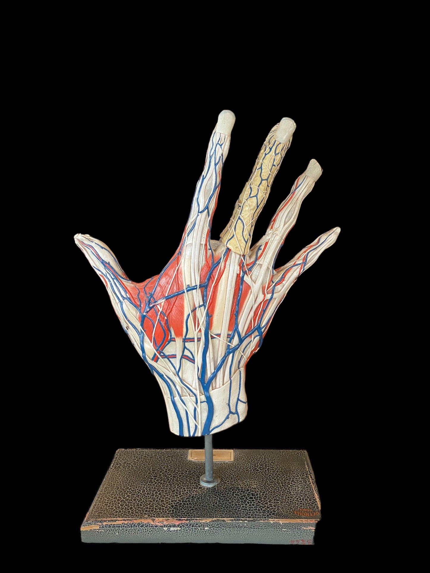 Deyrolle Anatomical Hand Model Paris