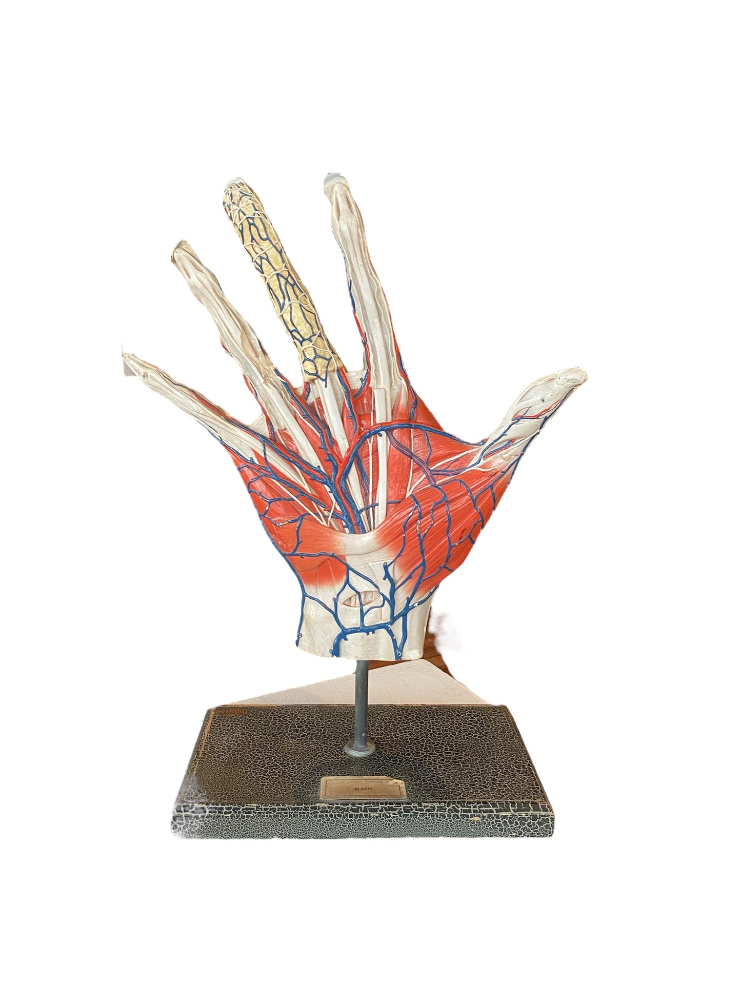 Deyrolle Anatomical Hand Model Paris