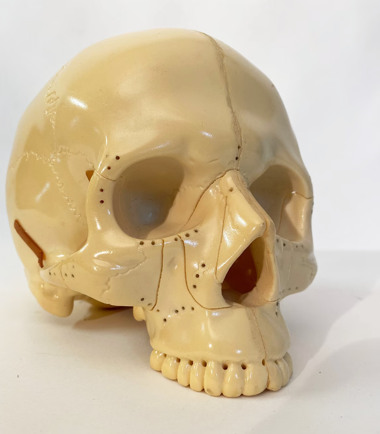 Medical Skull Model