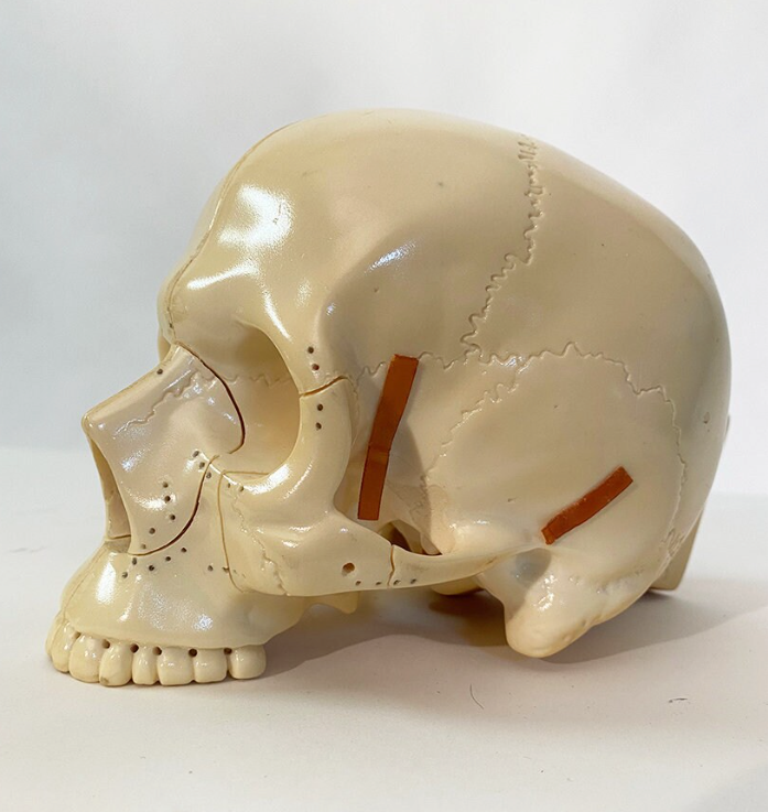 Medical Skull Model