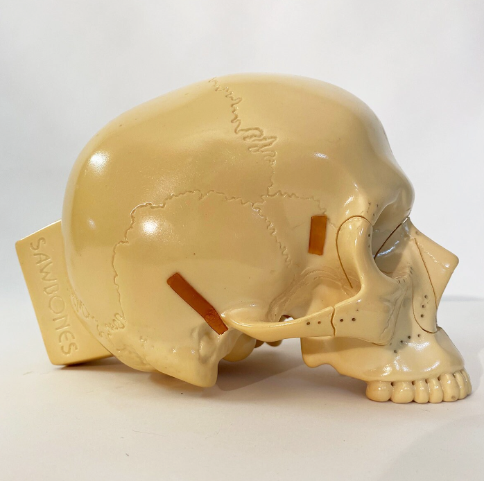 Medical Skull Model